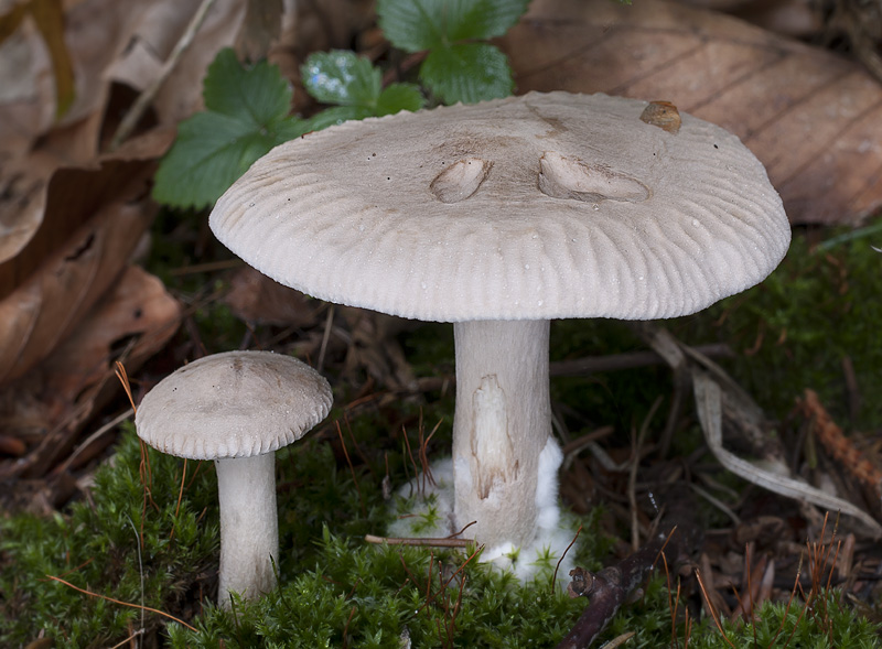 Clitocybe inornata